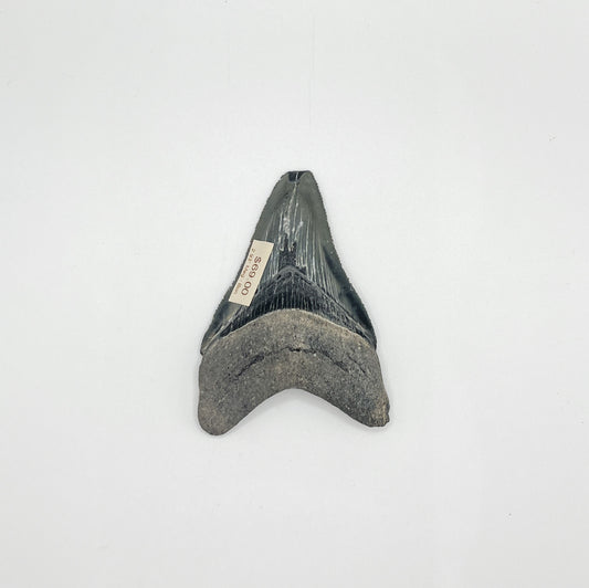 2.93" Meg - Bone Valley