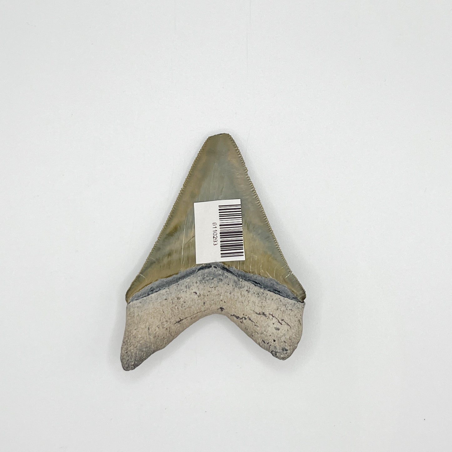 2.93” Meg - Bone Valley