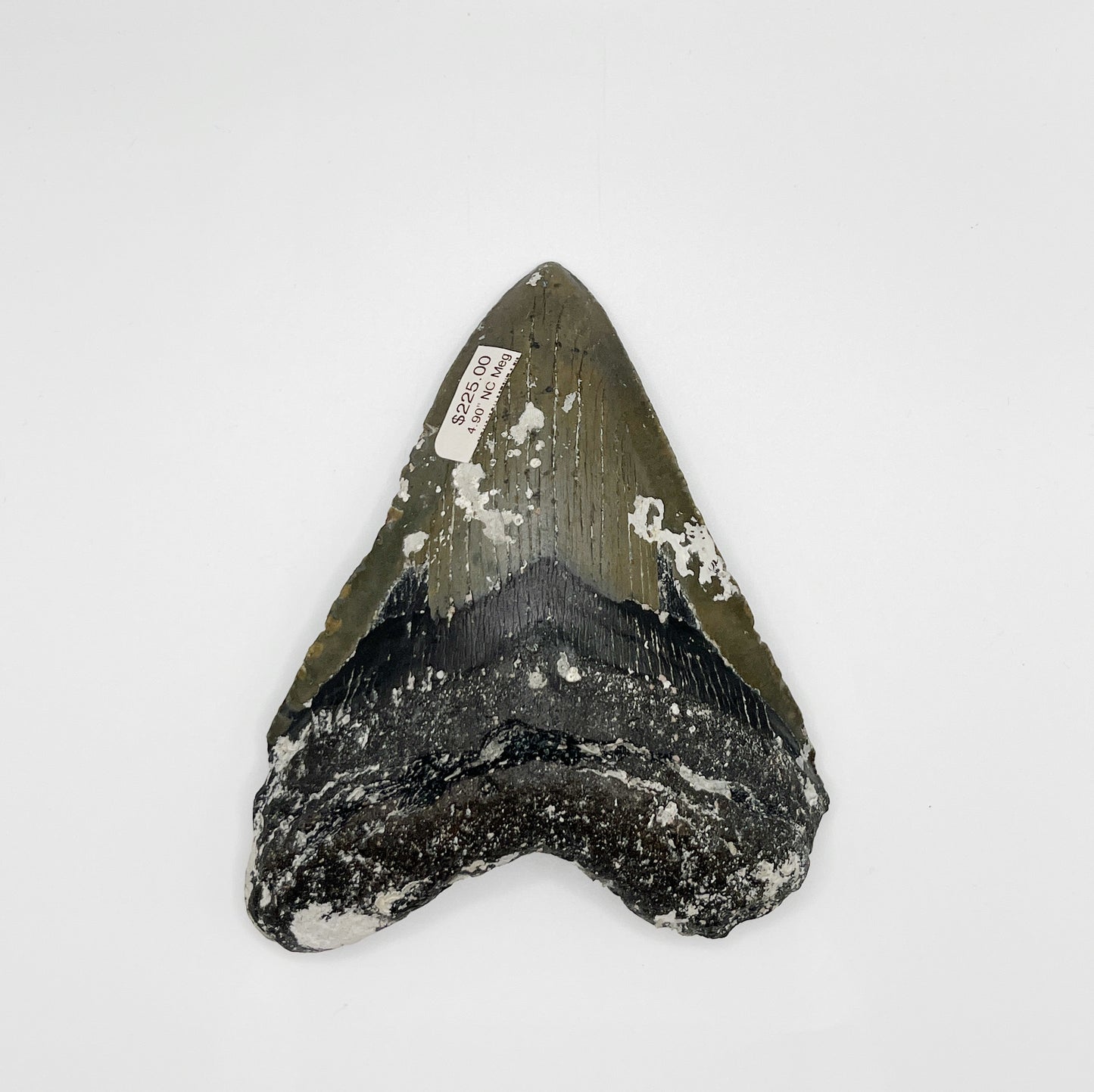 4.90” NC Meg