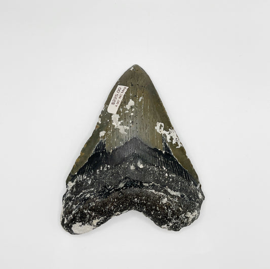 4.90” NC Meg