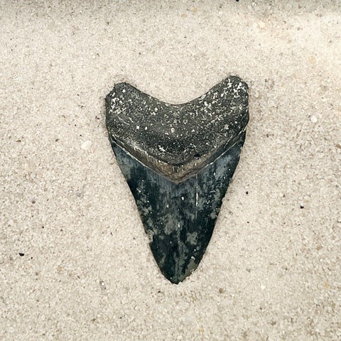 2.80” Venice Megalodon
