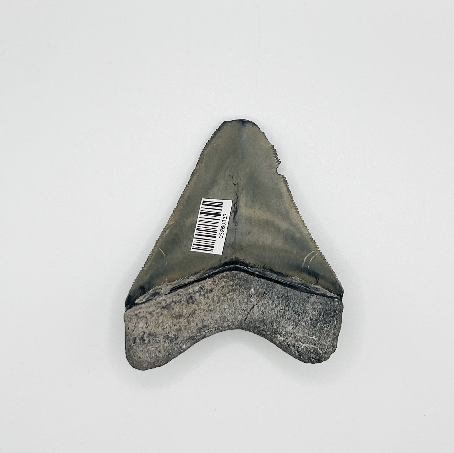 3.33" Bone Valley Meg