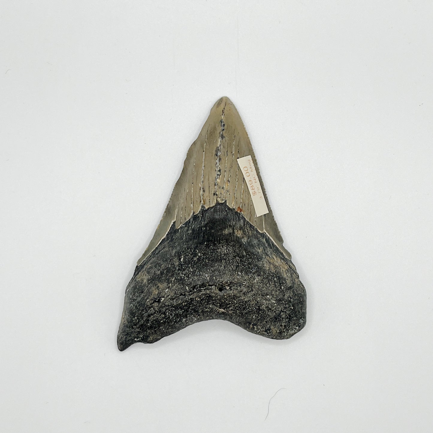 3.79” NC Meg