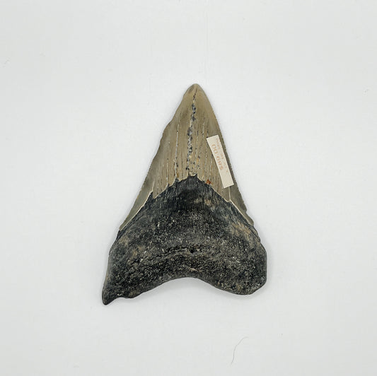 3.79” NC Meg