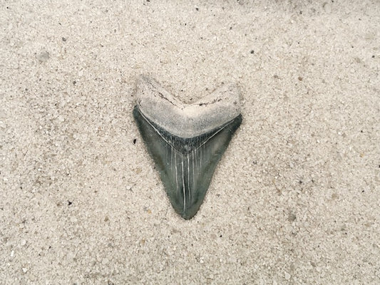 2.26” Megalodon from Bone Valley, FL