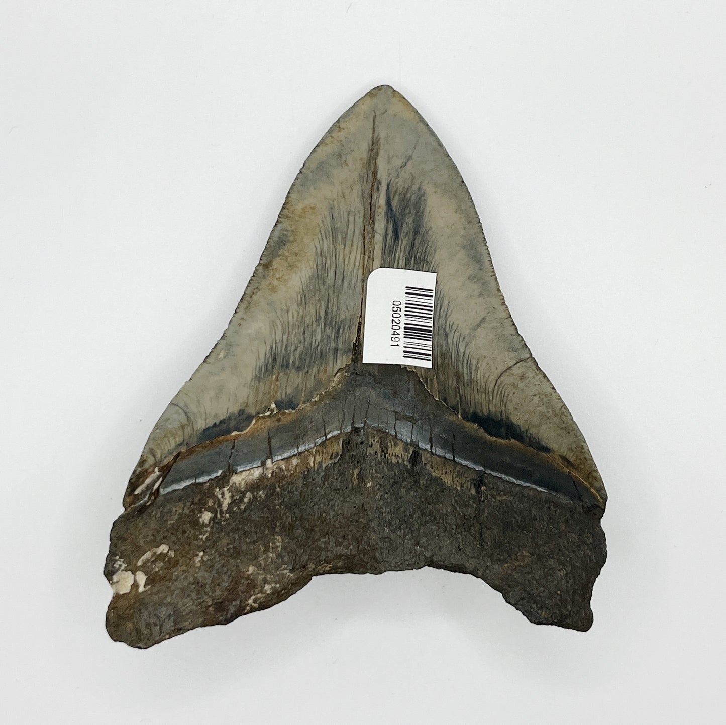 4.91” NC Meg