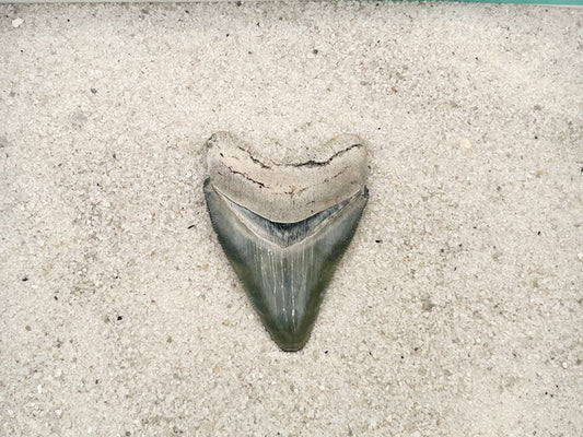 2.50" Megalodon from Bone Valley, FL