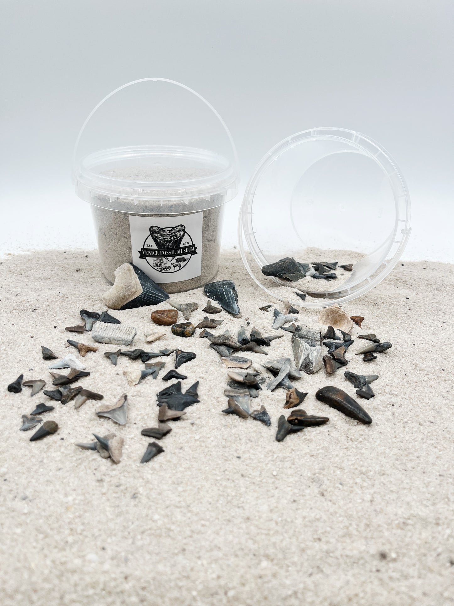 DIG AT HOME - Florida Shark Tooth Dig with Megalodon