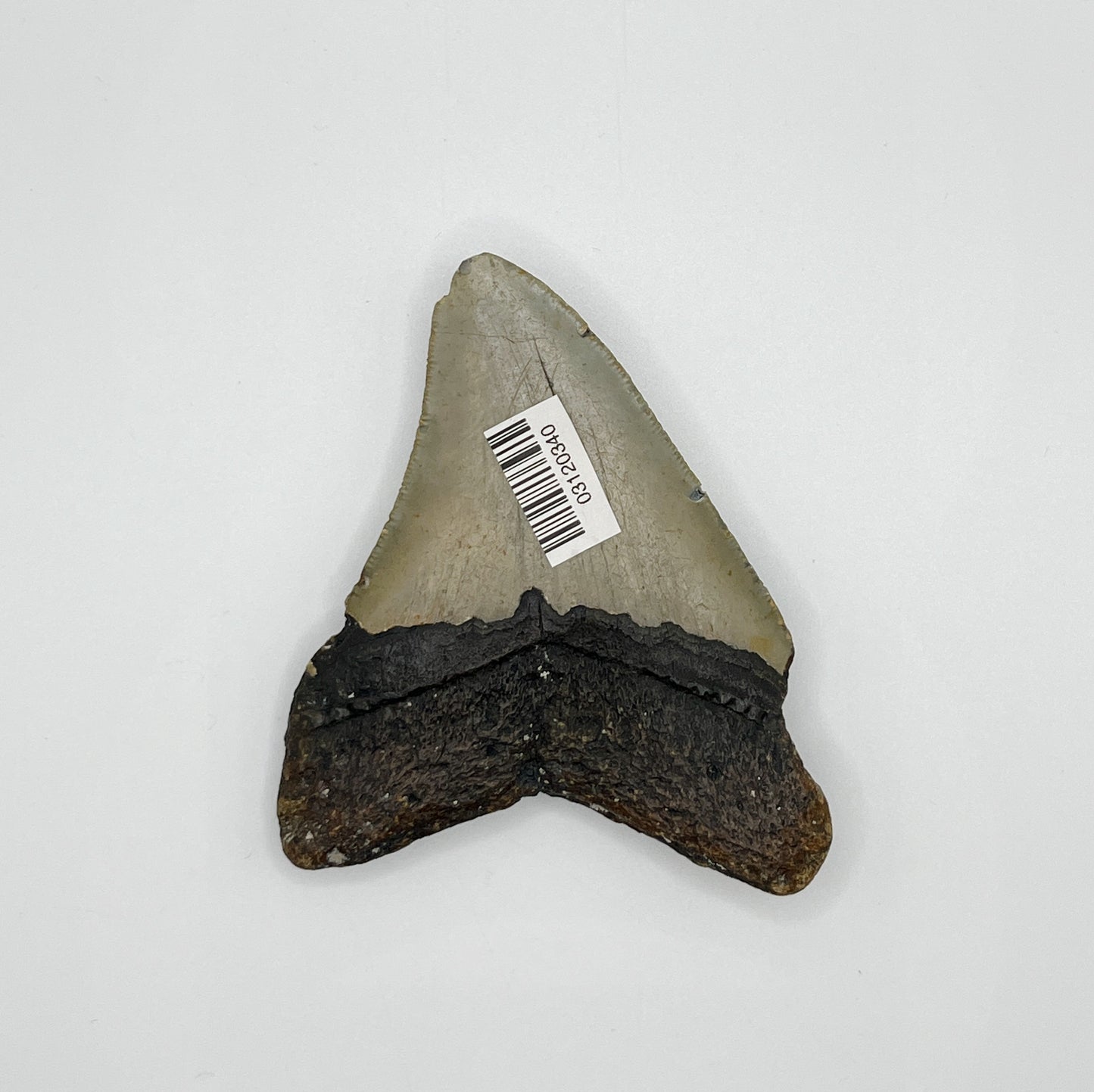 3.40” NC Meg