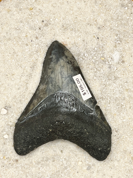3.58” Venice Meg -Polished