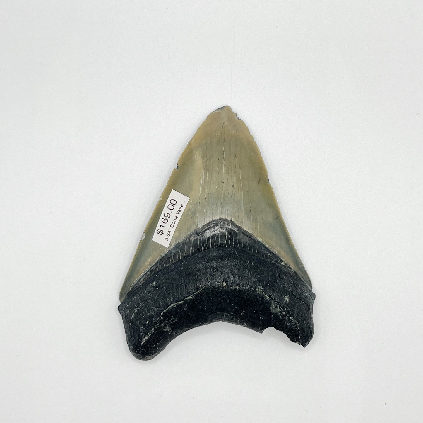3.64" Bone Valley Meg