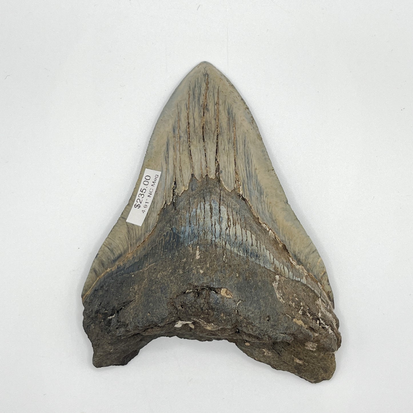4.91” NC Meg