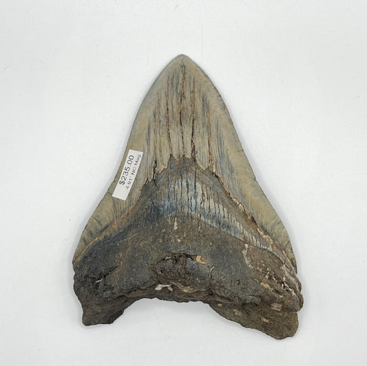 4.91” NC Meg