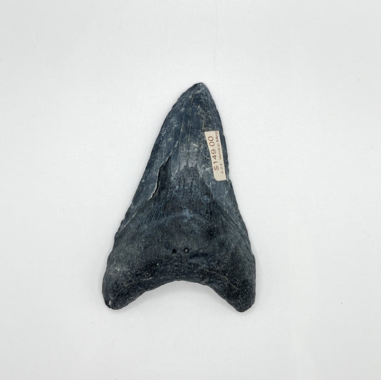 4.24” Venice Meg