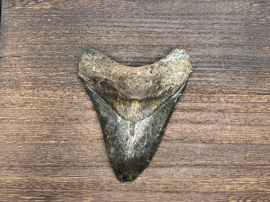 4.50” Venice Meg