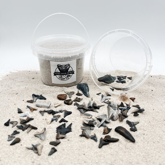DIG AT HOME - Florida Shark Tooth Dig