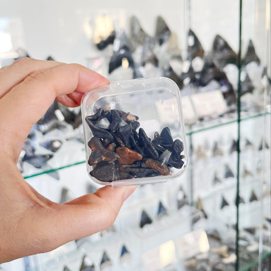 1 oz Venice, FL Shark Teeth - Assorted in Container