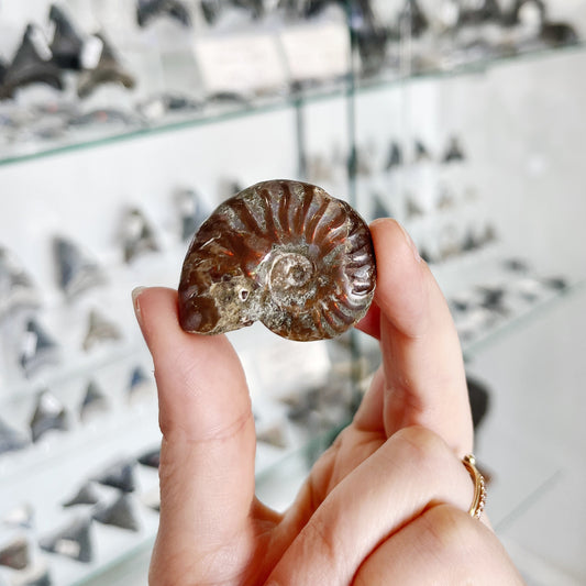 Polished Whole Ammonite - Assorted