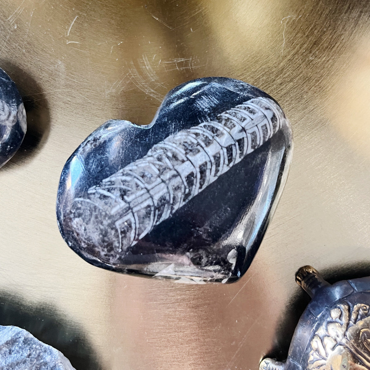 Orthocone Nautiloids (Orthocera) Hearts