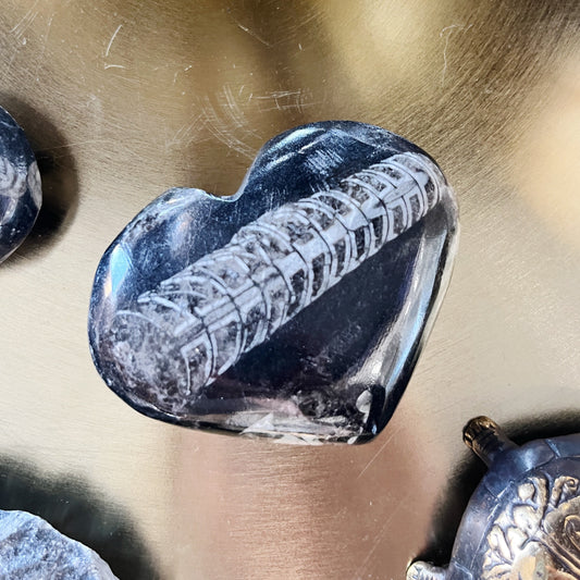 Orthocone Nautiloids (Orthocera) Hearts