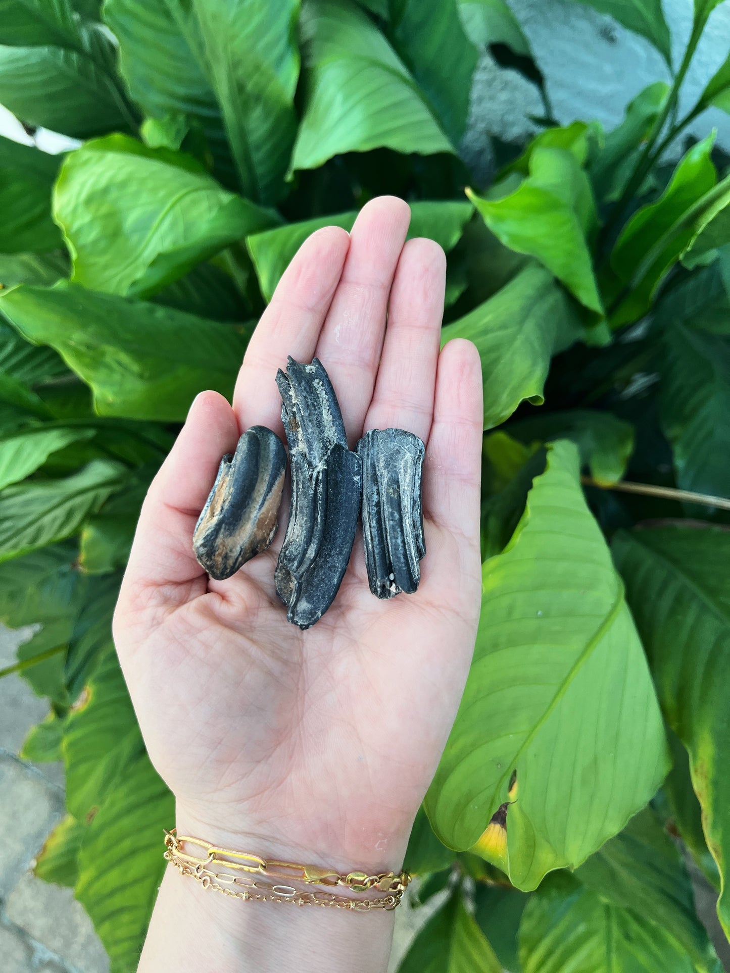 Ice Age Partial Horse Teeth