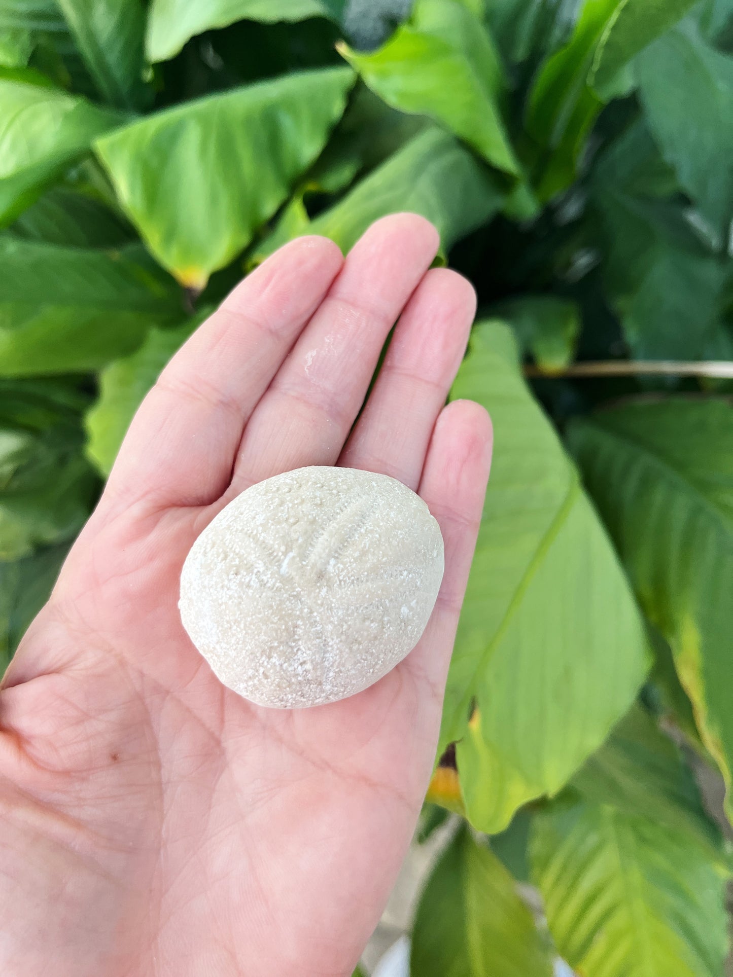 Fossilized Eupatagus Antillarum Echinoid Eocene Era (Sea Urchin)