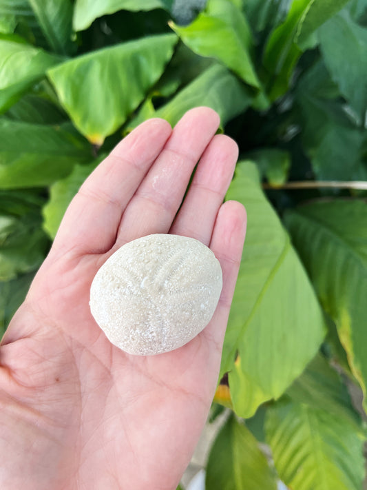 Fossilized Eupatagus Antillarum Echinoid Eocene Era (Sea Urchin)