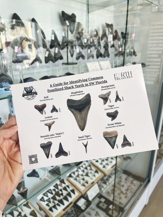 ET Fossilized Shark Teeth in SW Florida ID Card