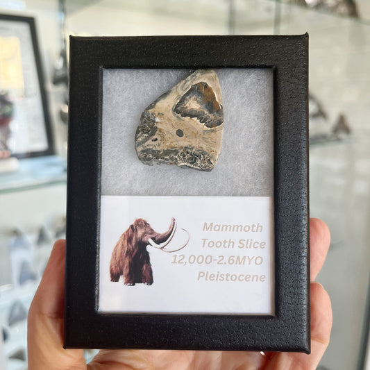 Partial Mammoth Tooth - Assorted Polished - Small