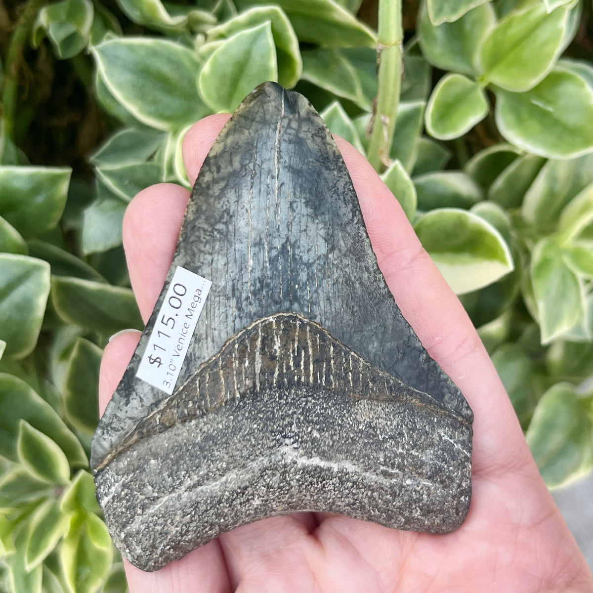 3.10” Venice Megalodon