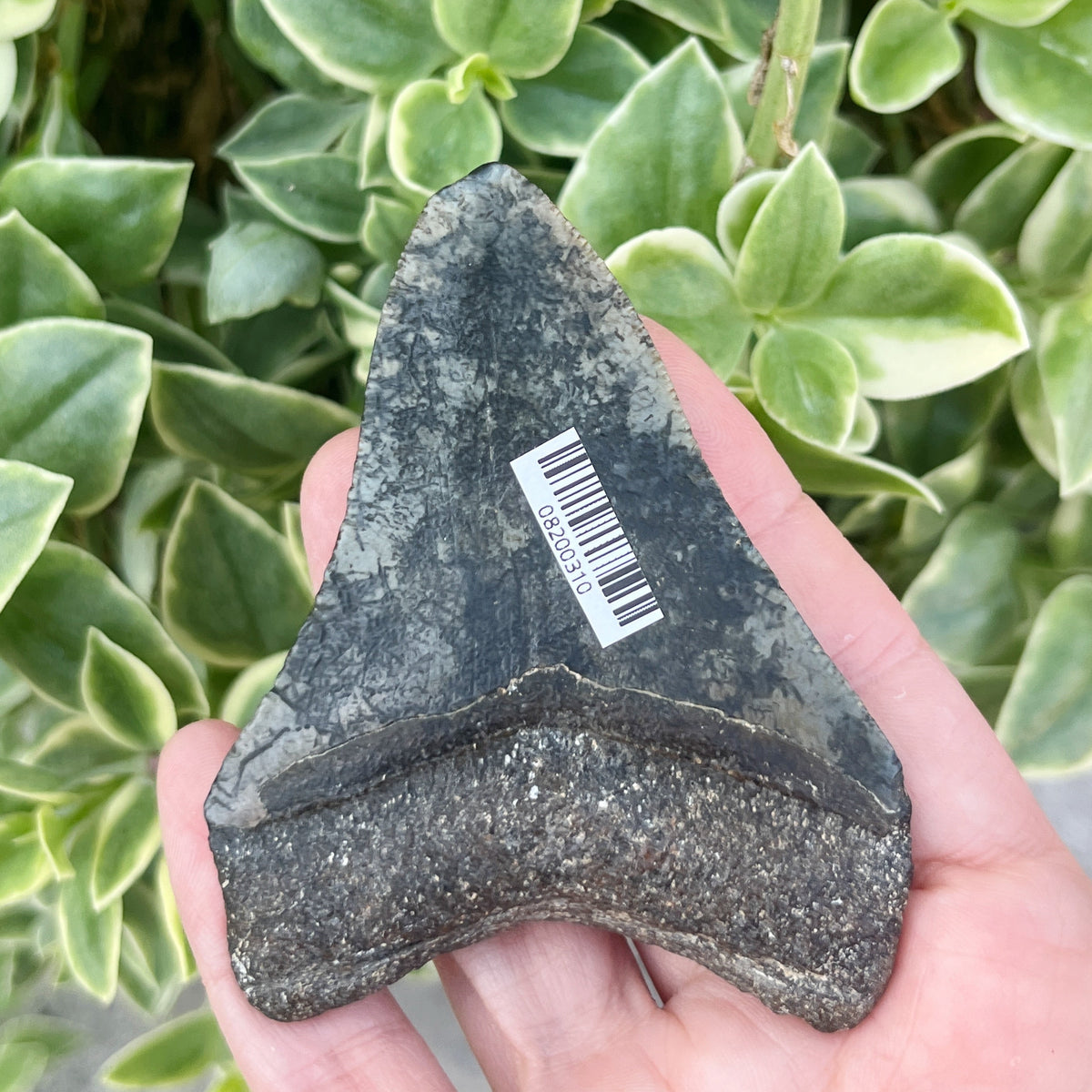3.10” Venice Megalodon