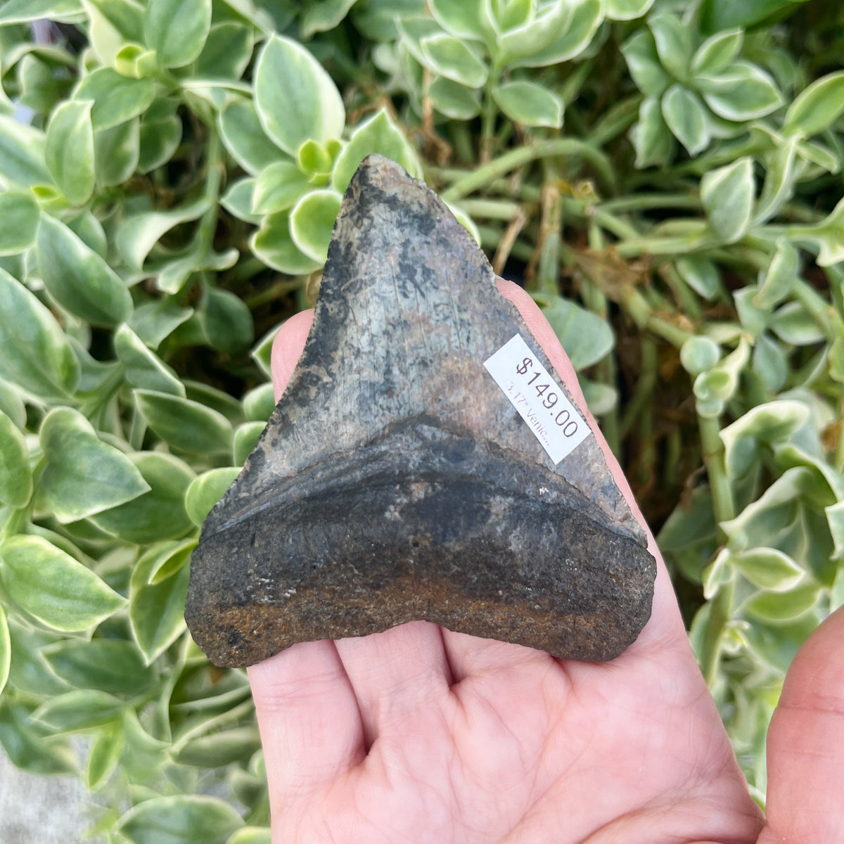 3.17" Venice Megalodon