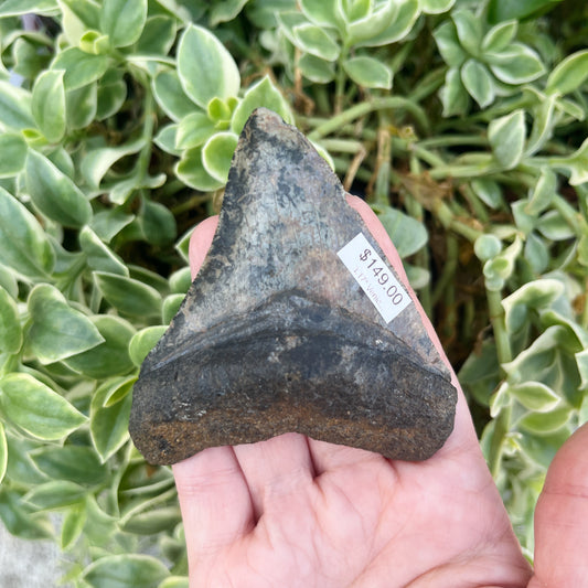 3.17" Venice Megalodon