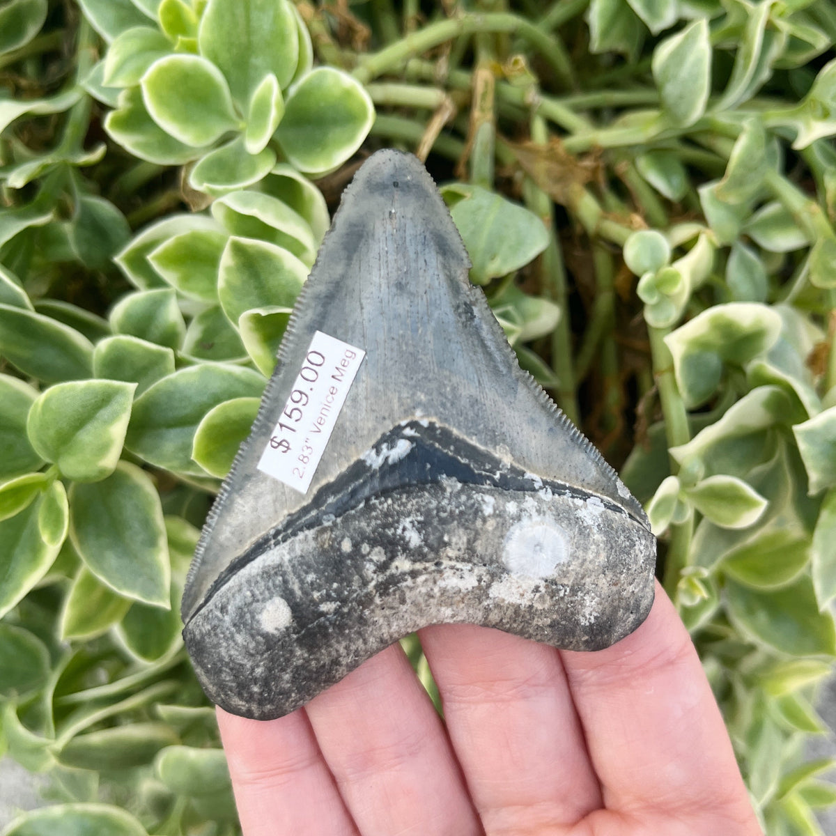 2.83" Venice Meg