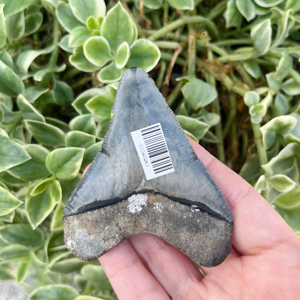 2.83" Venice Meg