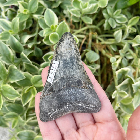 3.00” Venice Megalodon