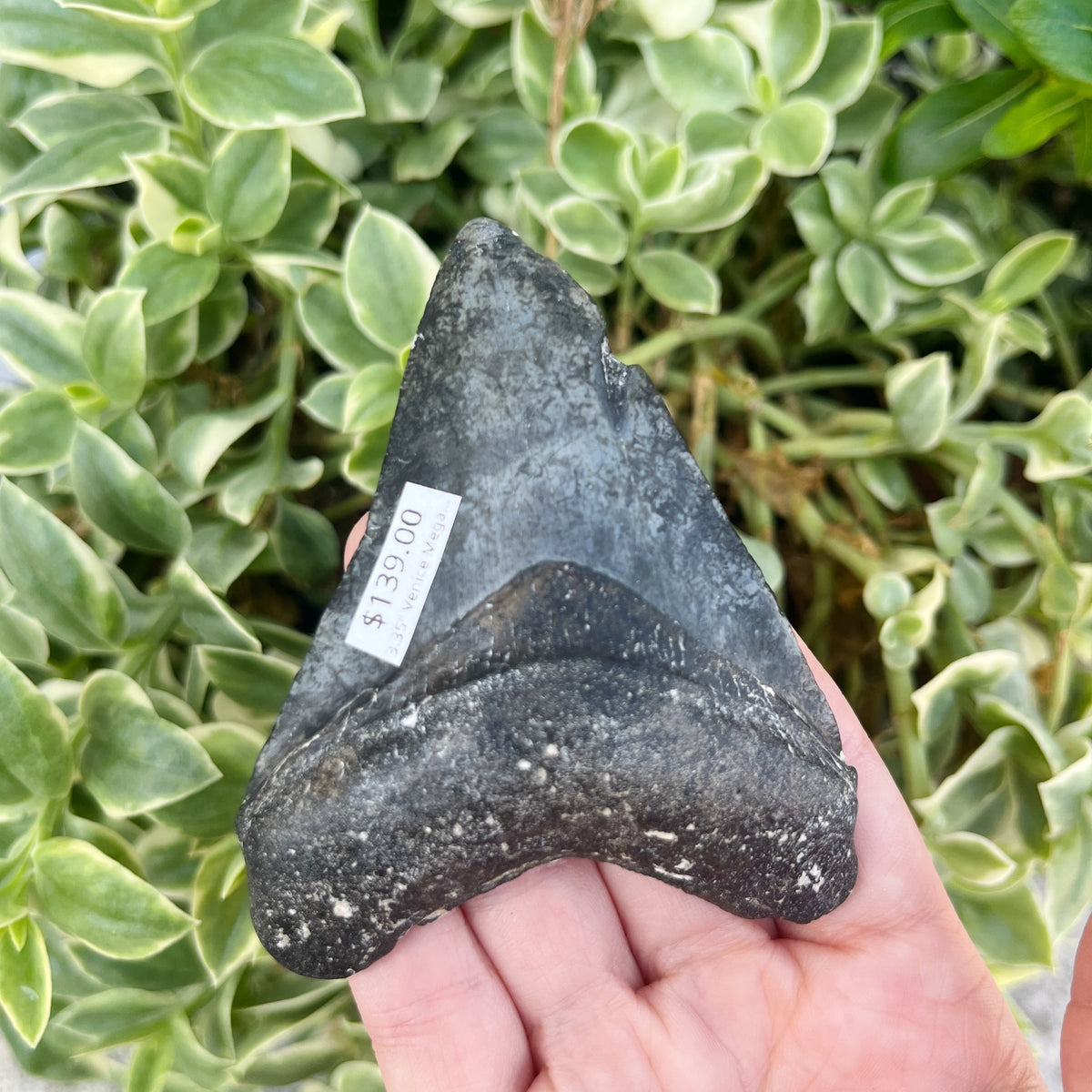 3.35" Venice Megalodon