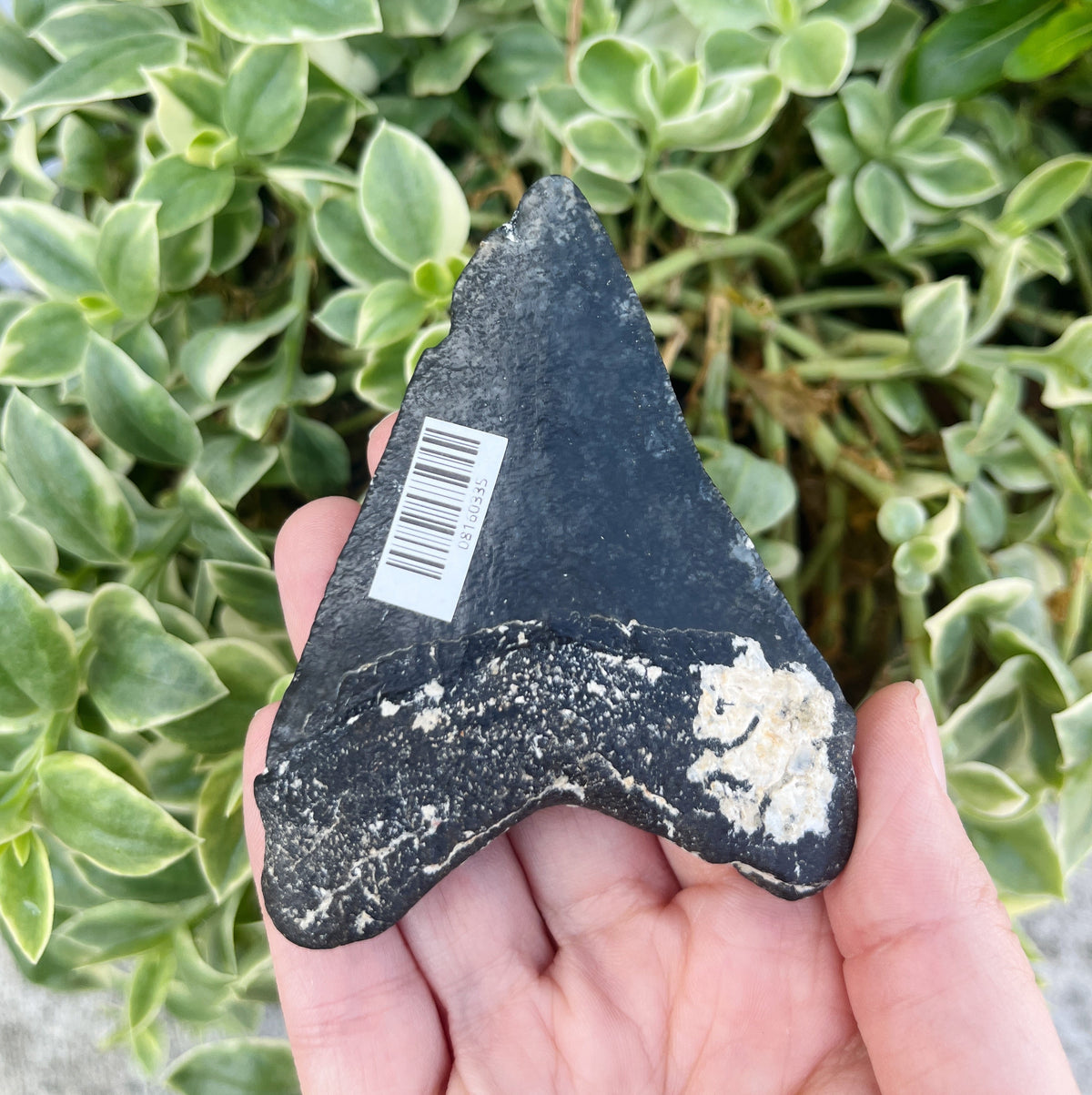 3.35" Venice Megalodon