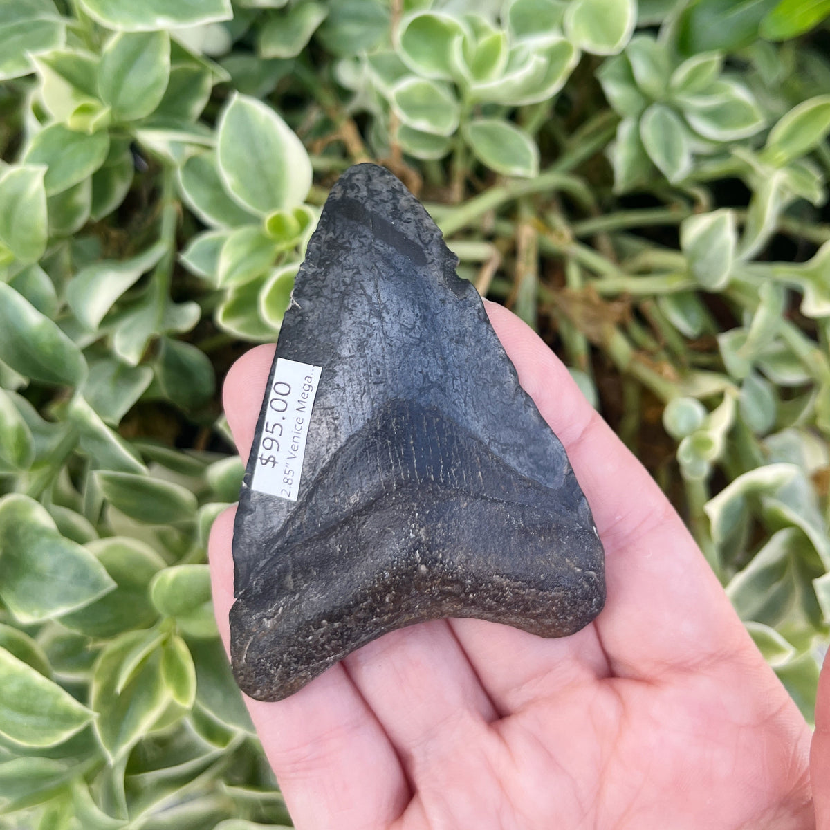 2.85” Venice Megalodon