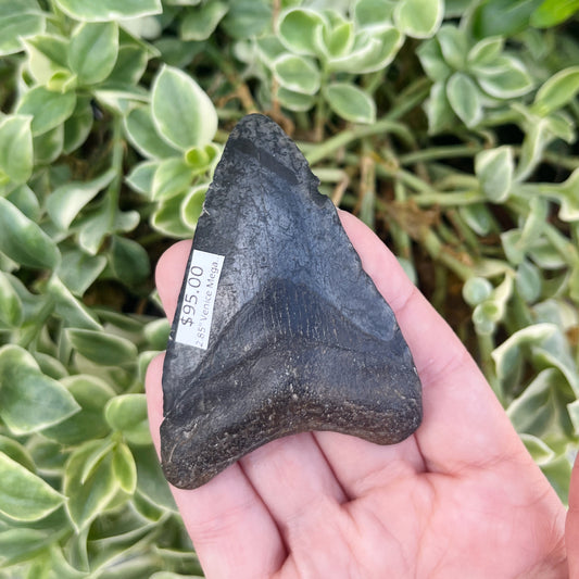 2.85” Venice Megalodon