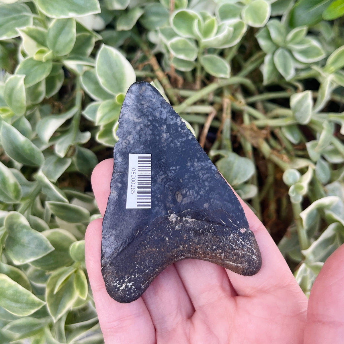 2.85” Venice Megalodon