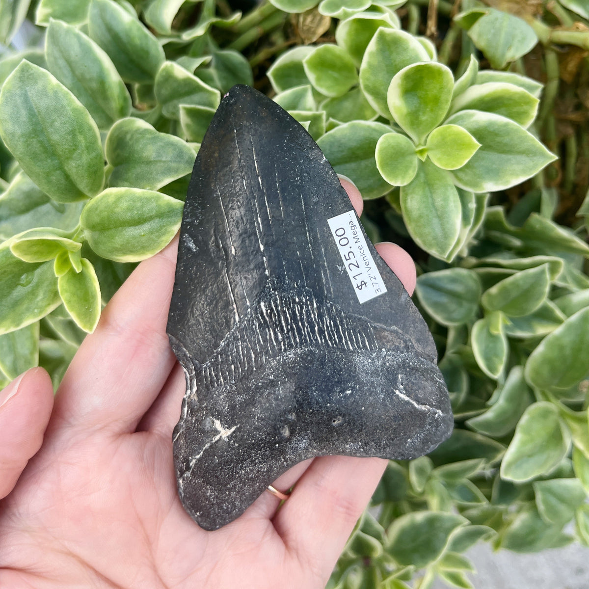 3.72” Venice Megalodon