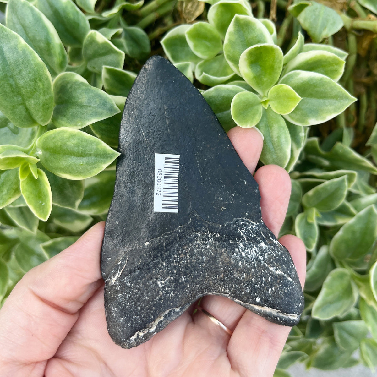 3.72” Venice Megalodon