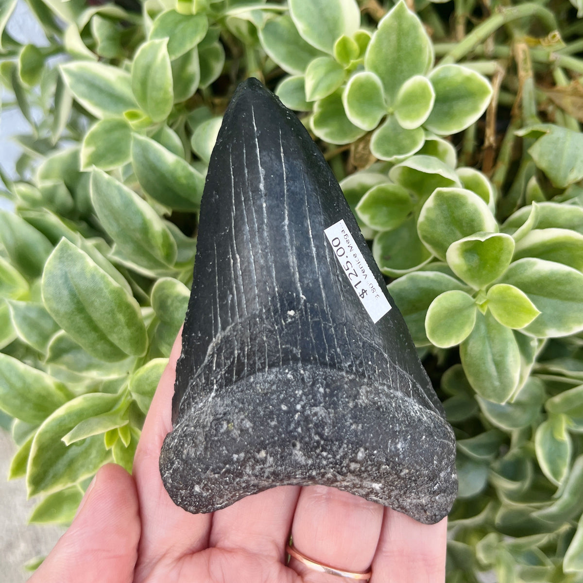 3.80" Venice Megalodon
