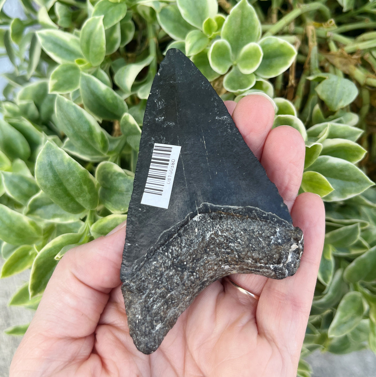 3.80" Venice Megalodon