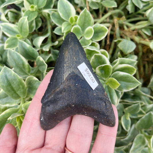 2.86" Venice Megalodon