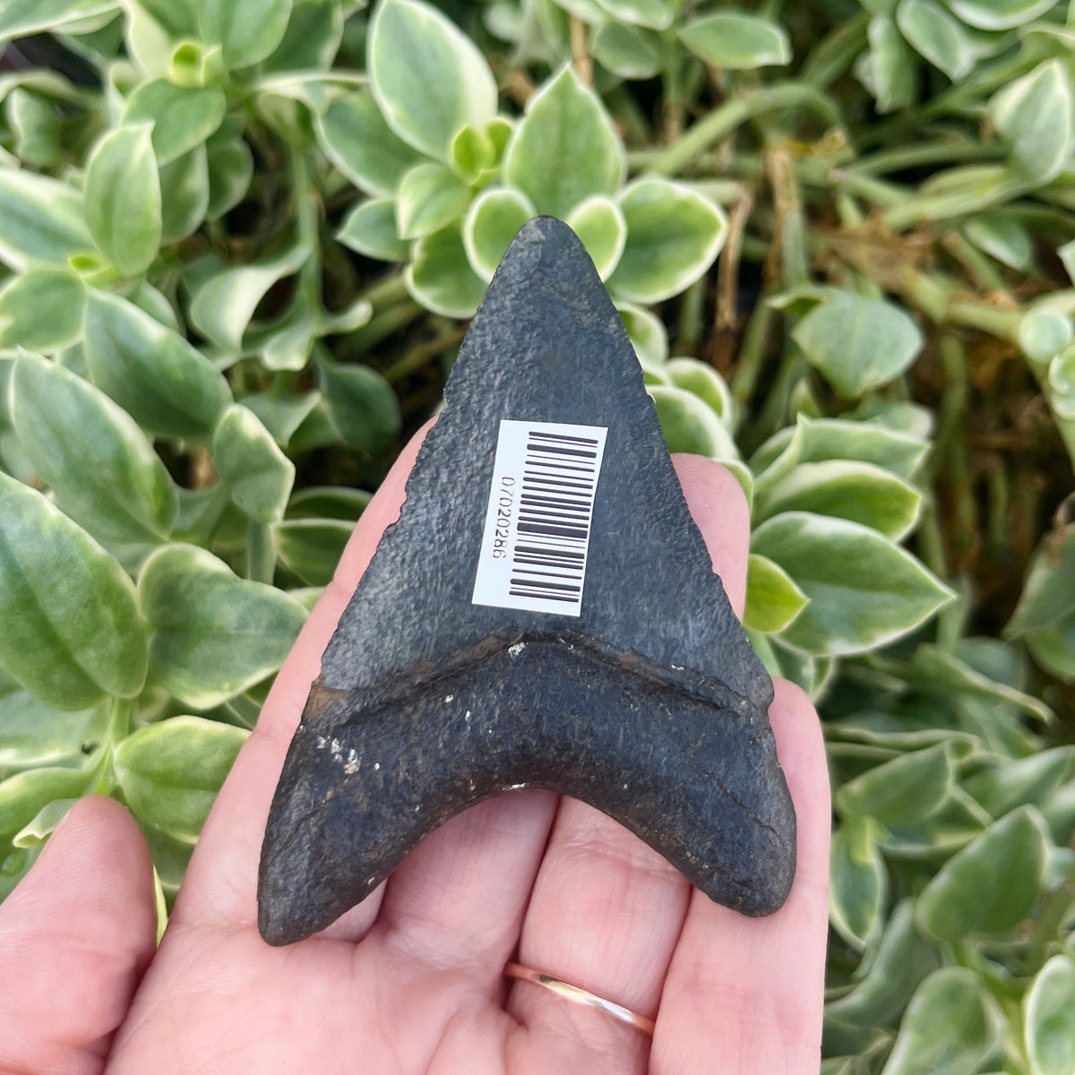 2.86" Venice Megalodon