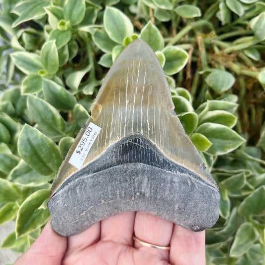 3.86" Bone Valley Meg