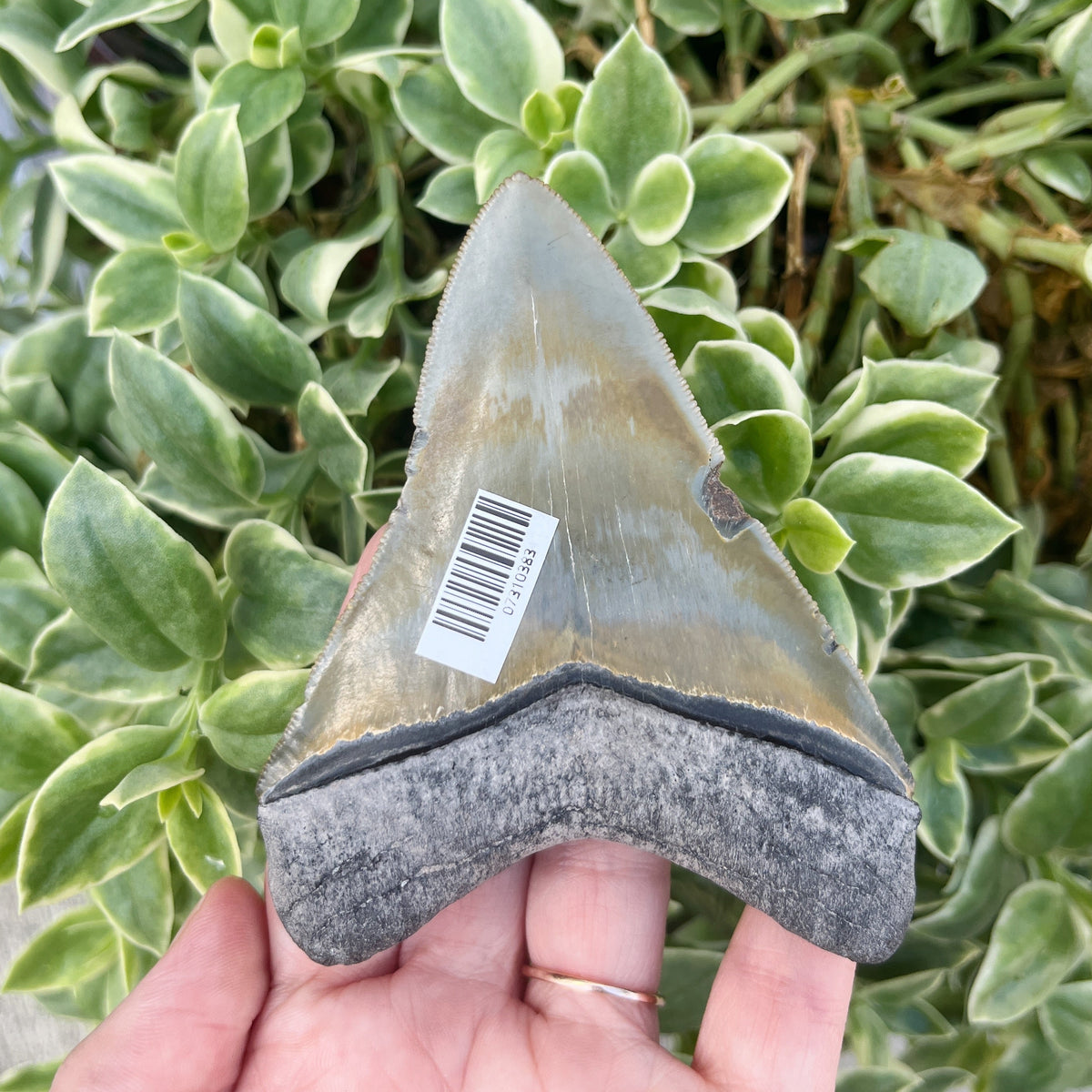 3.86" Bone Valley Meg