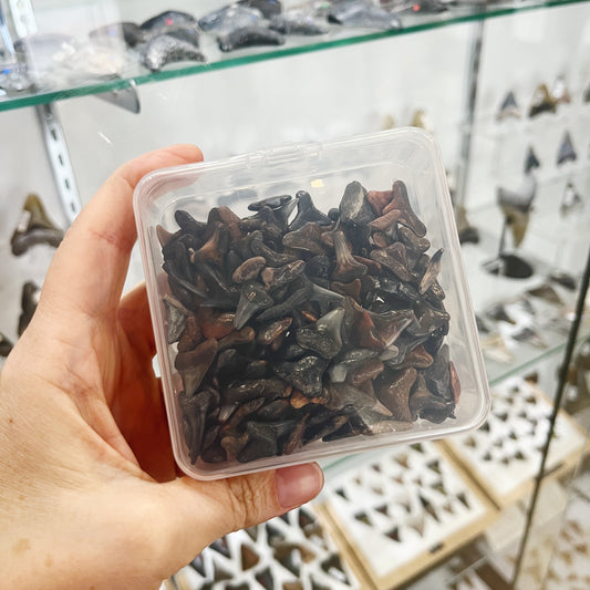 1/4 lbs Venice, FL Shark Teeth - Assorted in Container